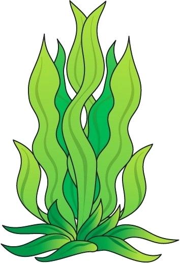 Oats drawing free download. Seedling clipart sea plant