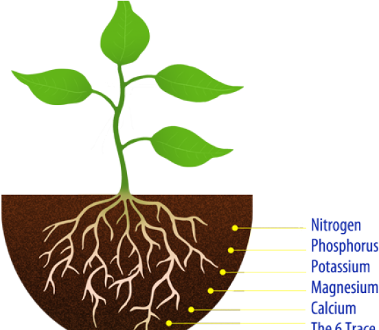 seedling clipart soil