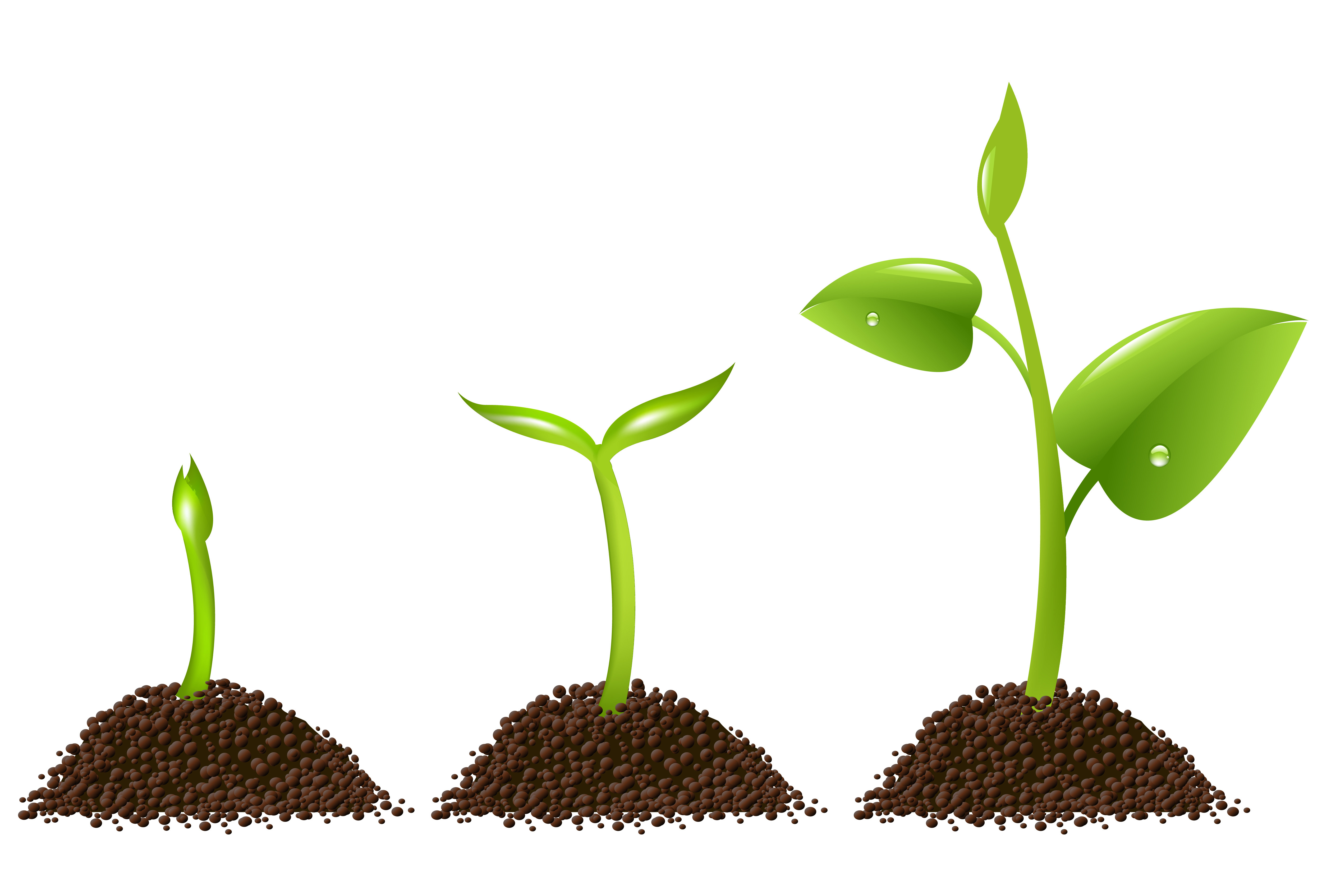 Seedling clipart spring. Sprout free download best