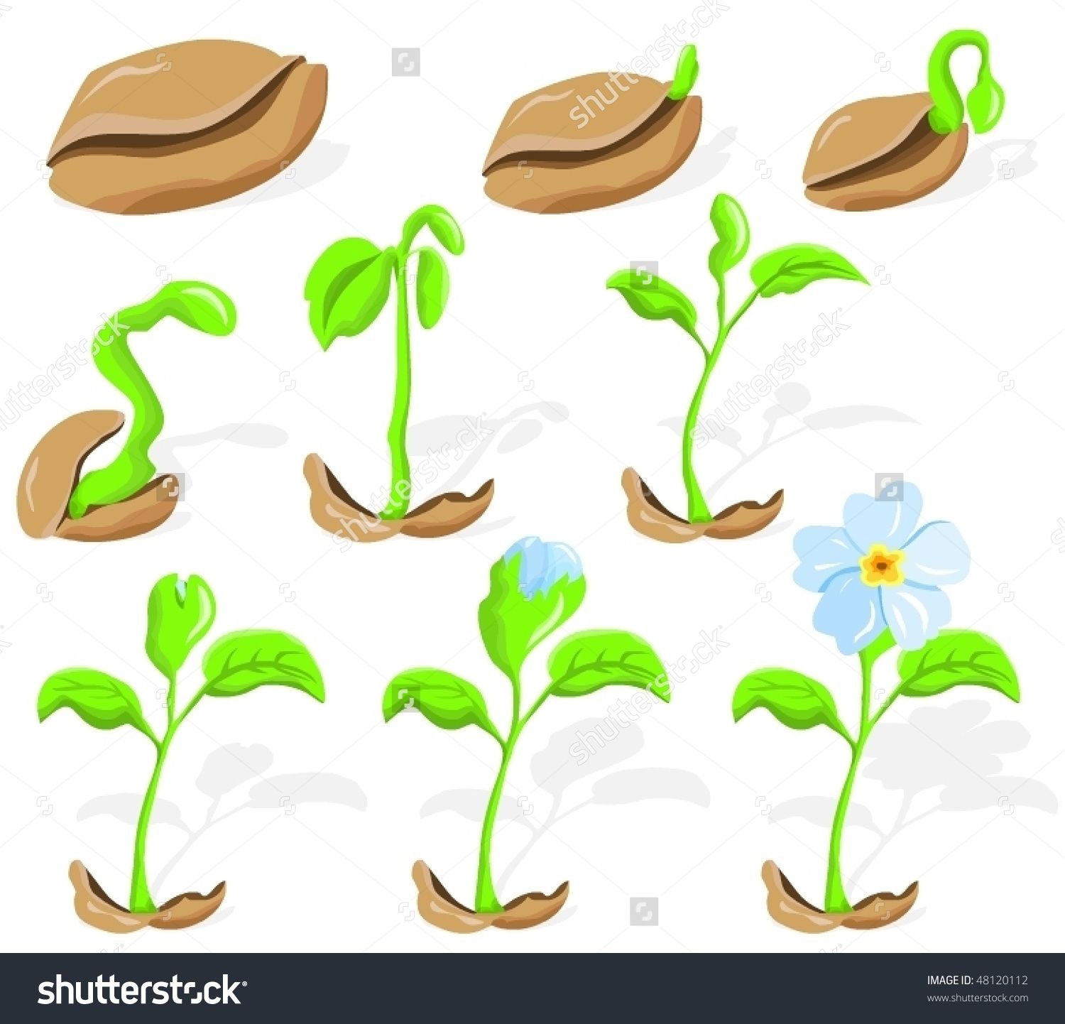 Seedling clipart spring. Pin by annie on