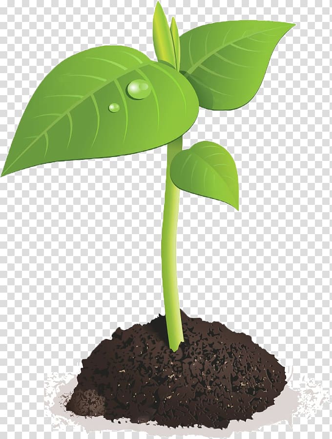 Sprouting seed brussels sprout. Seedling clipart sprouted