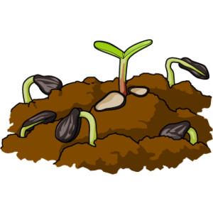 Seedling clipart top soil. Collection of free download