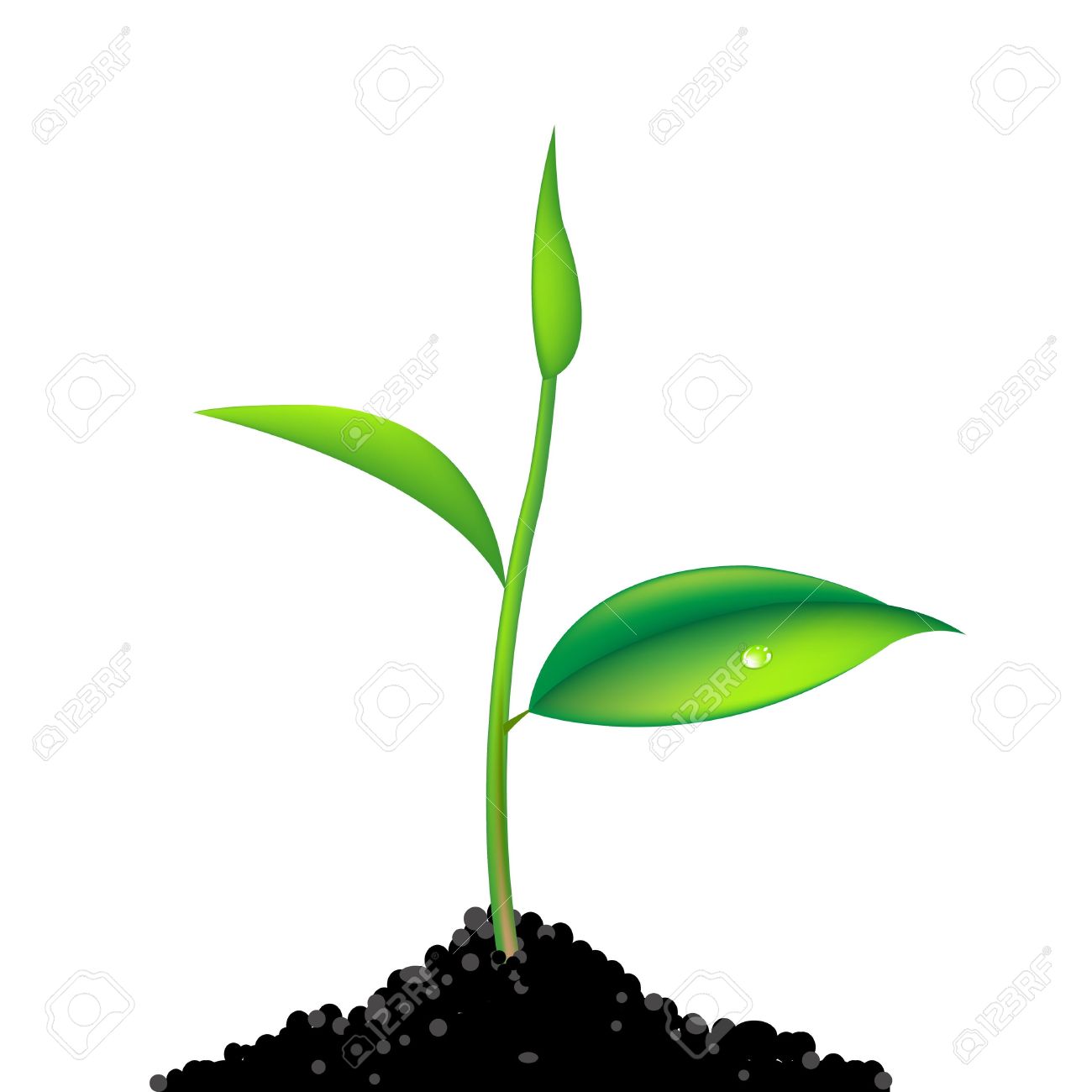 seedling clipart tree sprout