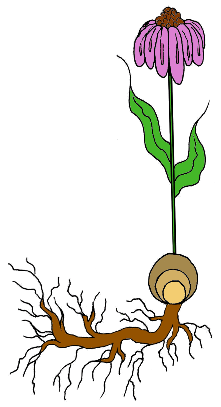 seedling clipart vascular plant