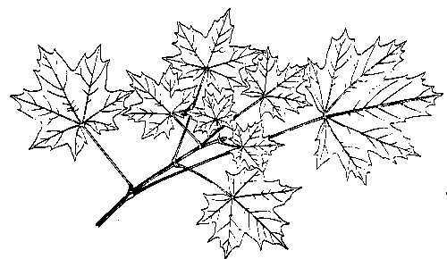 september clipart leaves