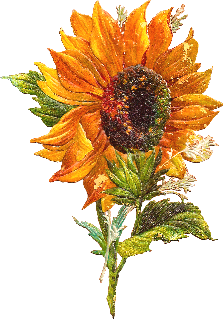 September clipart vintage. Free flower graphic sunflower