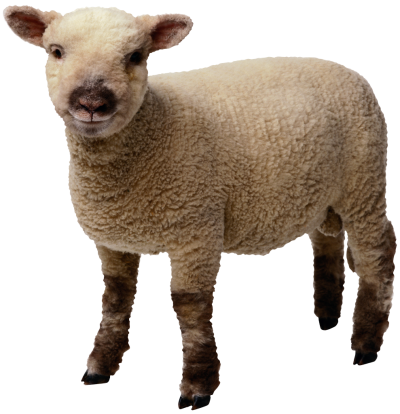 sheep clipart clear background