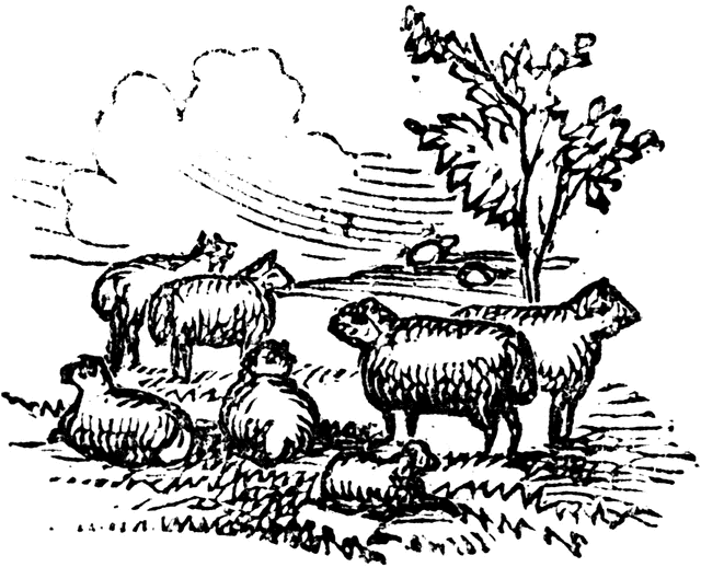 sheep clipart herd sheep