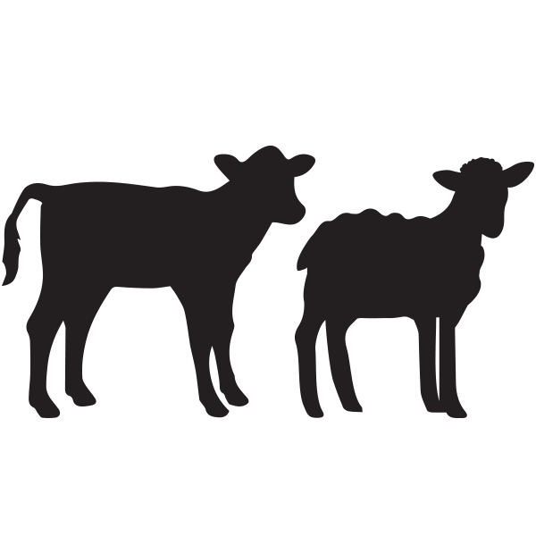 Sheep clipart lam. Lamb veal gustor meat