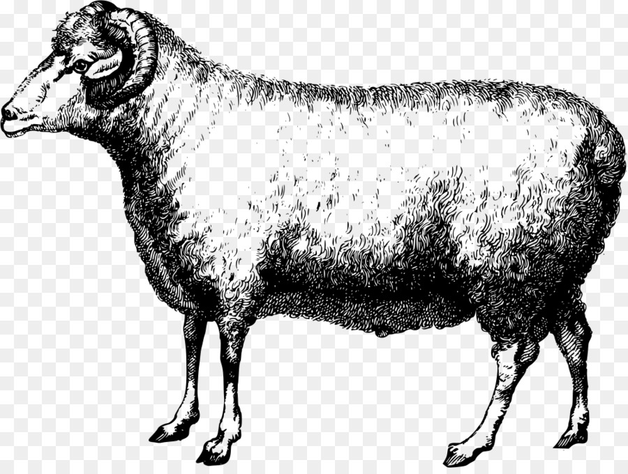 sheep clipart merino sheep