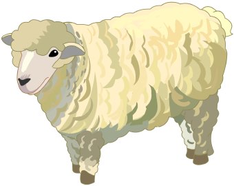 sheep clipart real