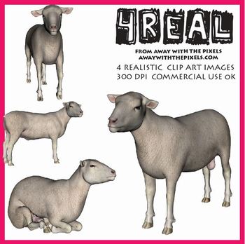 sheep clipart realistic