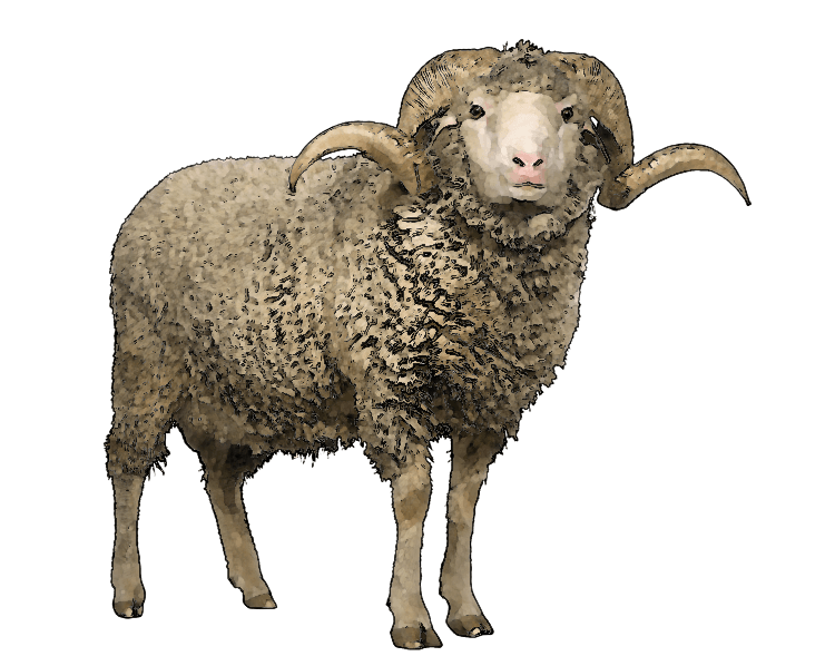 sheep clipart shee