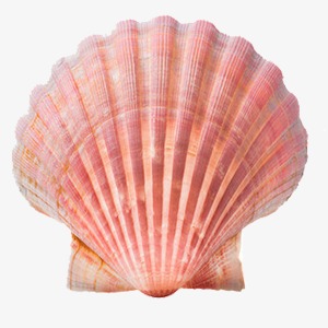 Png image and for. Shell clipart