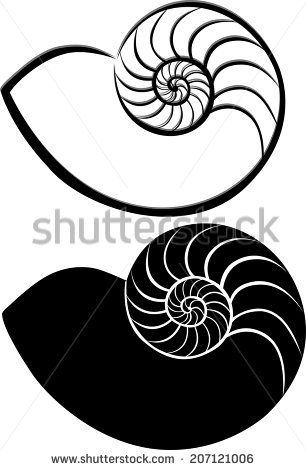 shell clipart ammonite