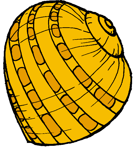 shell clipart colorful