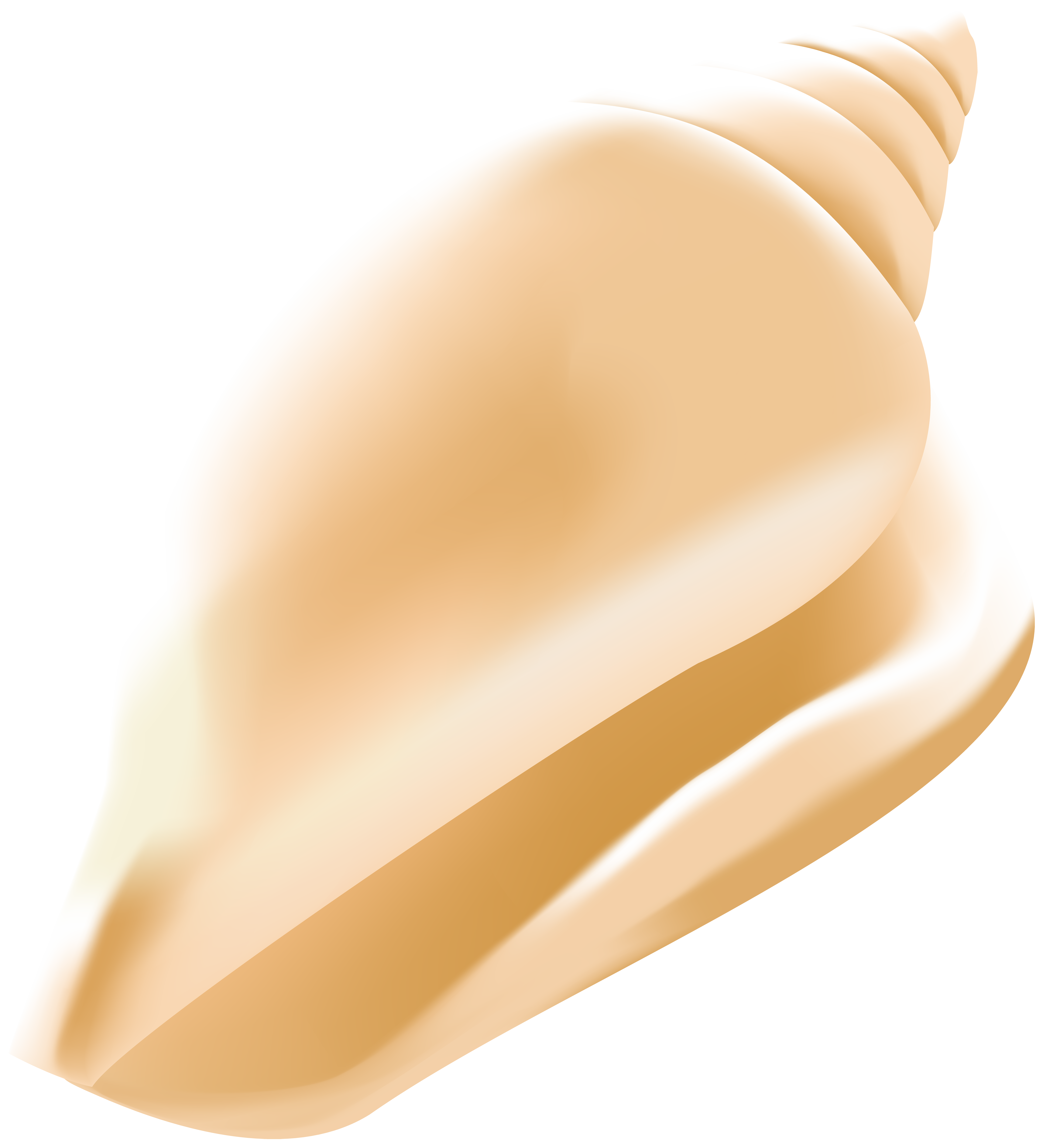 shell clipart conch