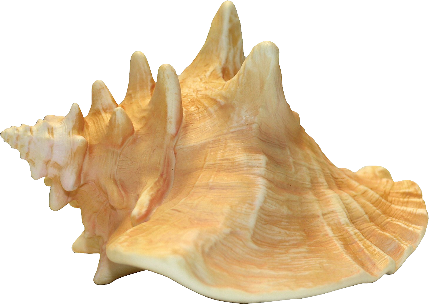 shell clipart conch