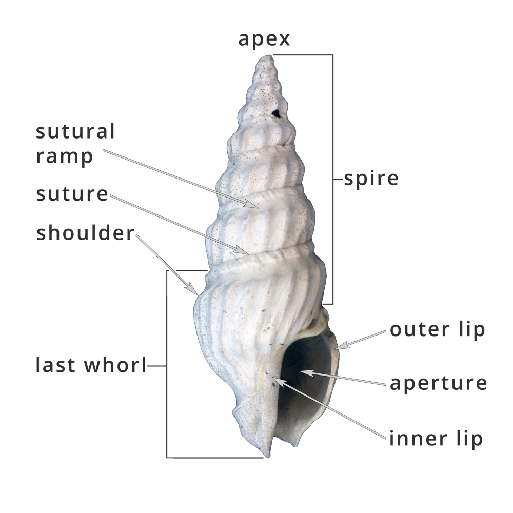 shell clipart gastropod