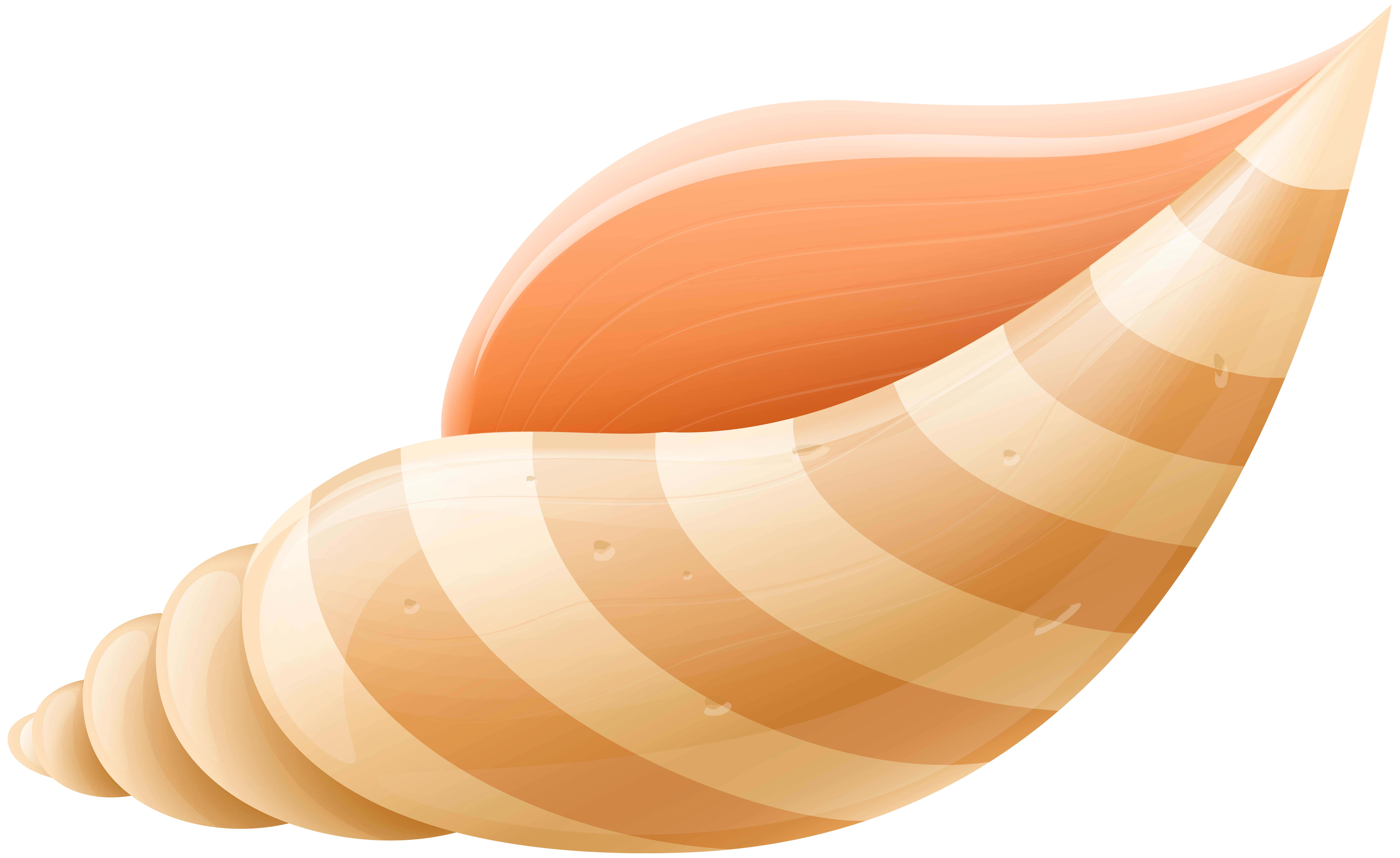 Sea png clip art. Shell clipart illustration