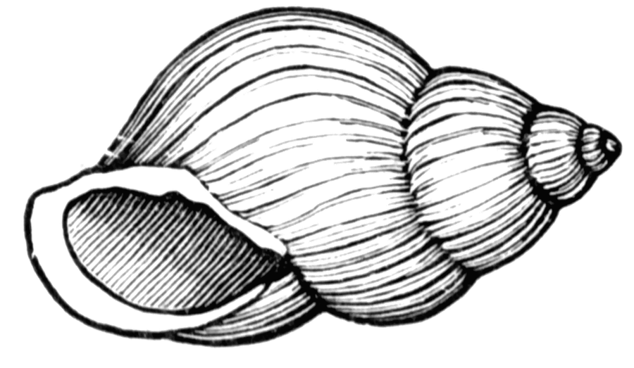 shell clipart line