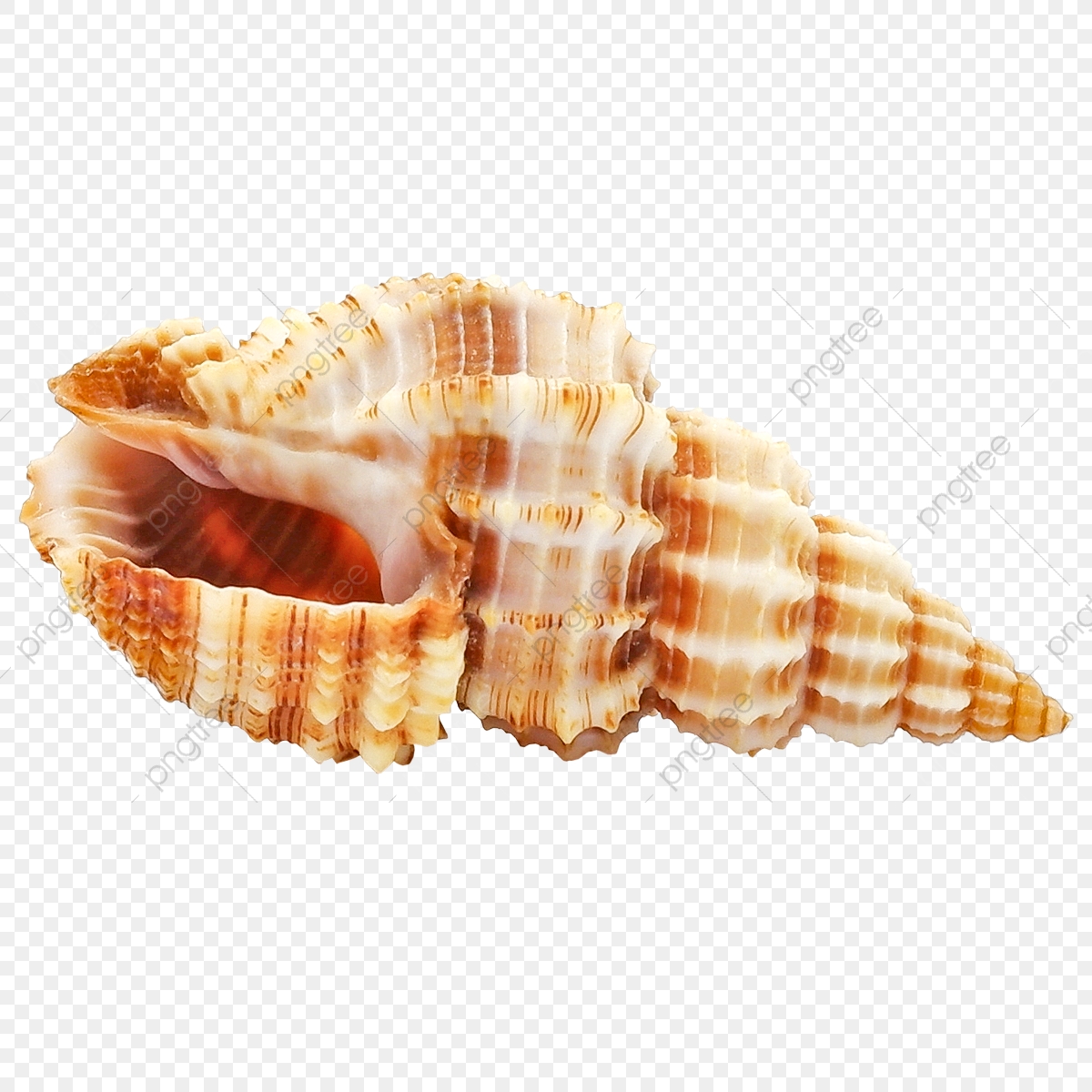 shell clipart natural