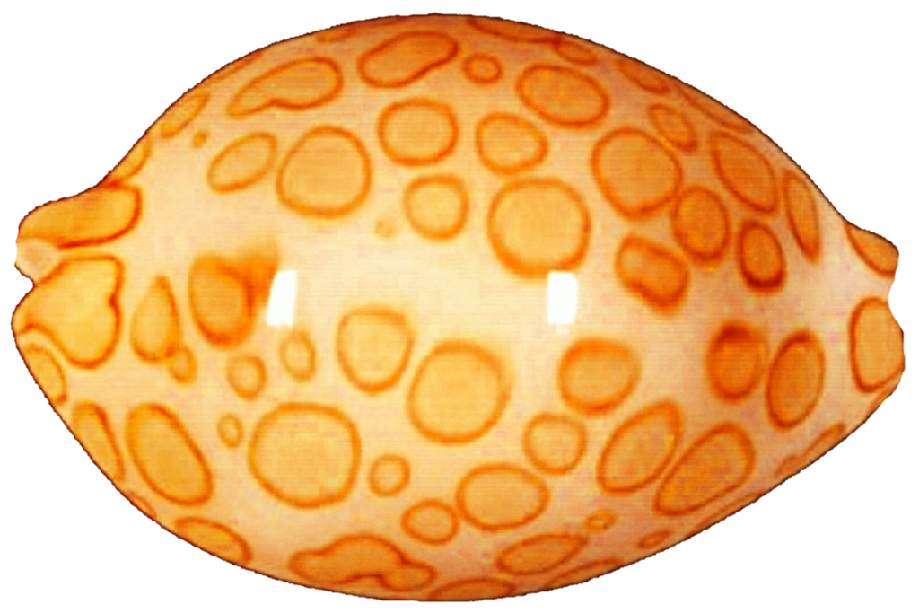 Polka dot seashell by. Shell clipart orange clipart