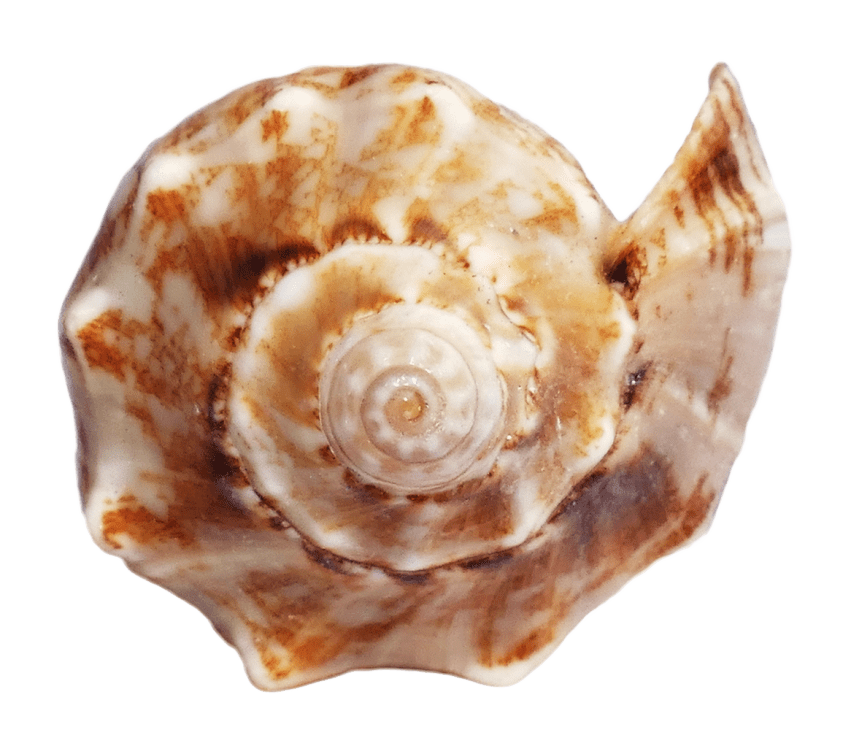 shell clipart oyster shell