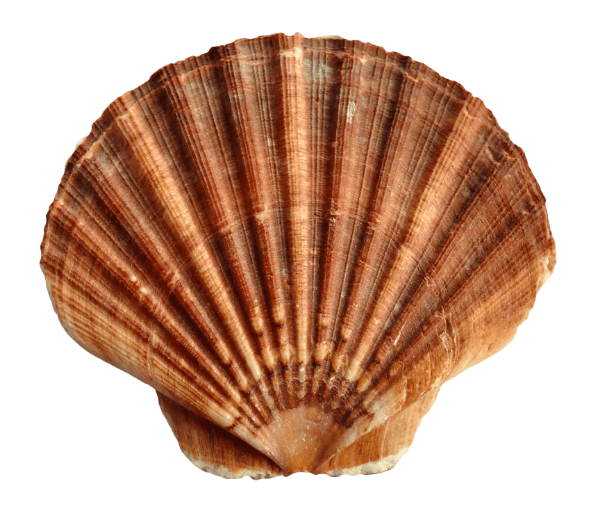 shell clipart red sea