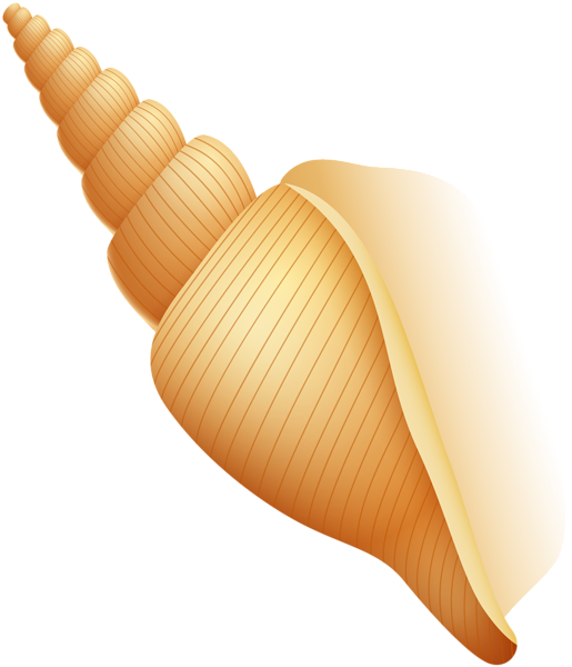 shell clipart sea rock