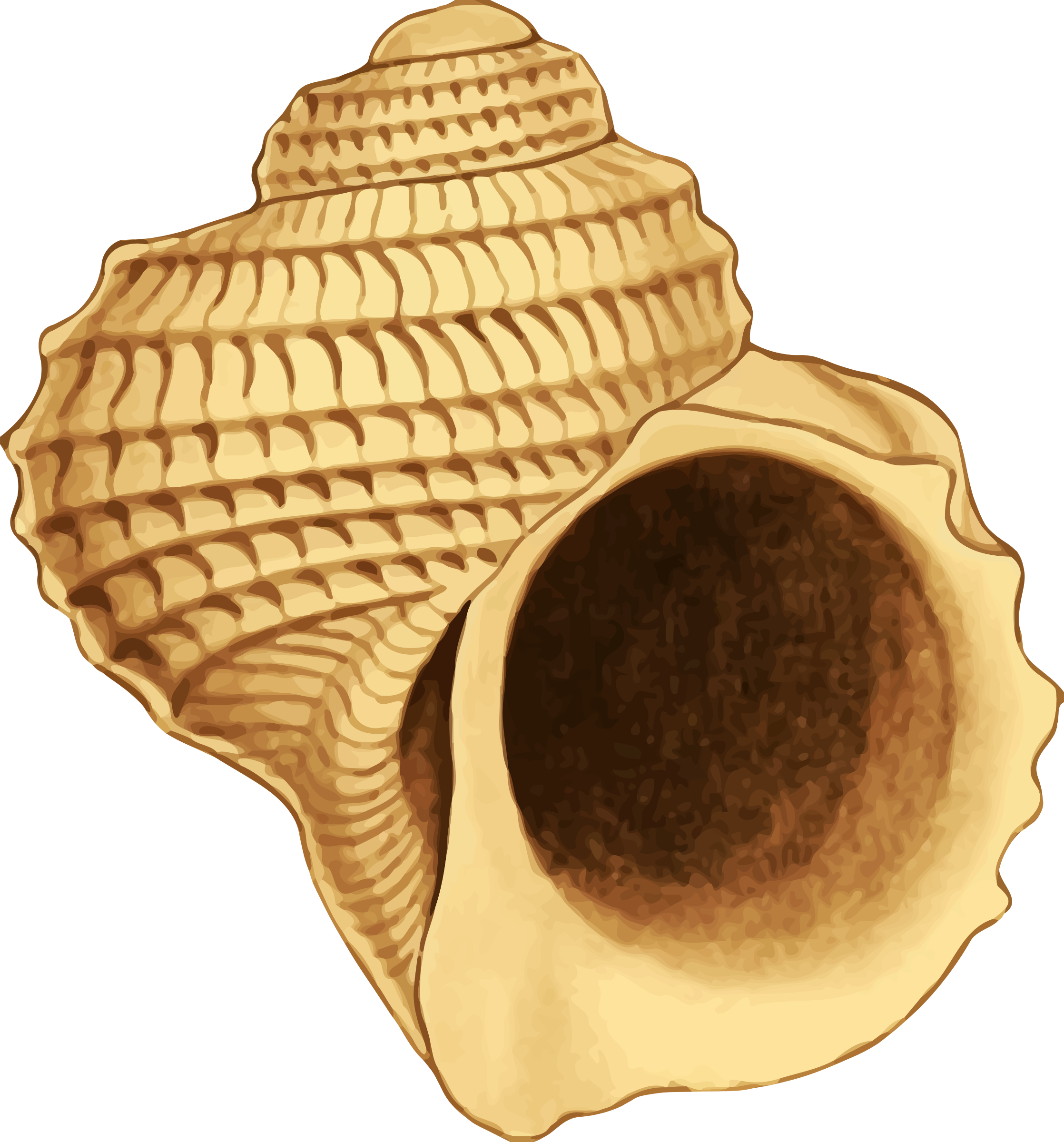 shell clipart shankh