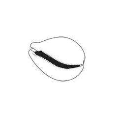 shell clipart shell cowrie