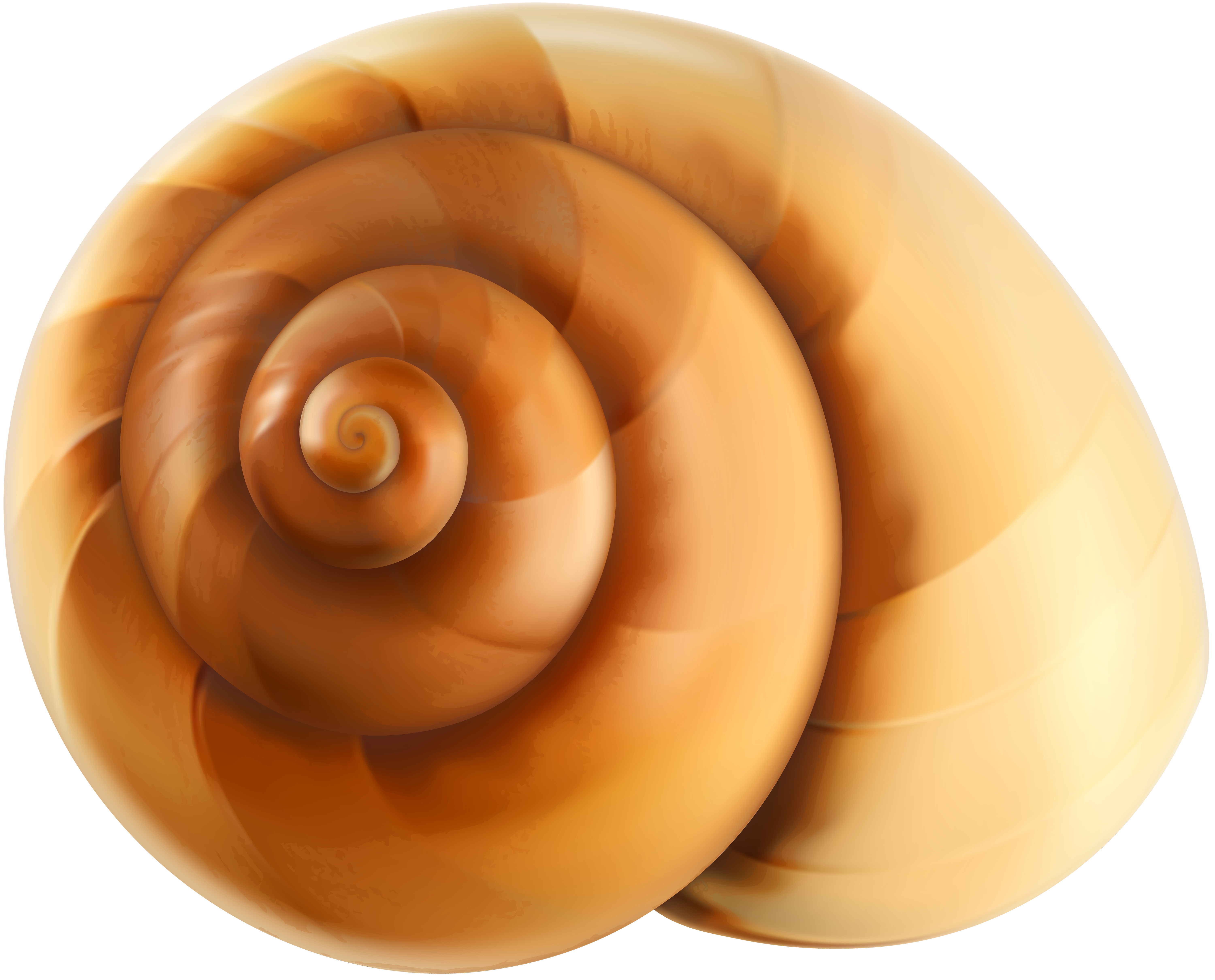 Sea snail transparent png. Shell clipart shell spiral