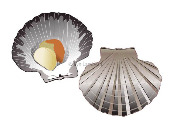 shell clipart shellfish