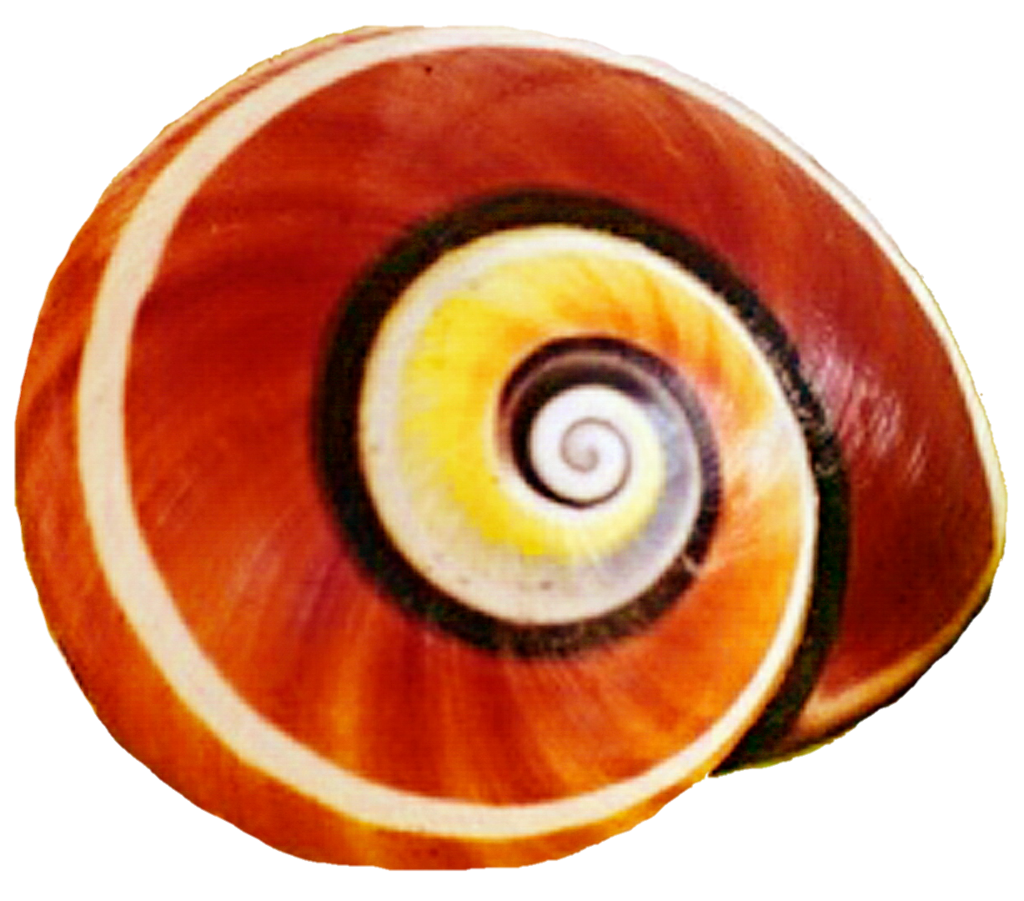 shell clipart simple