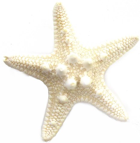 starfish clipart realistic