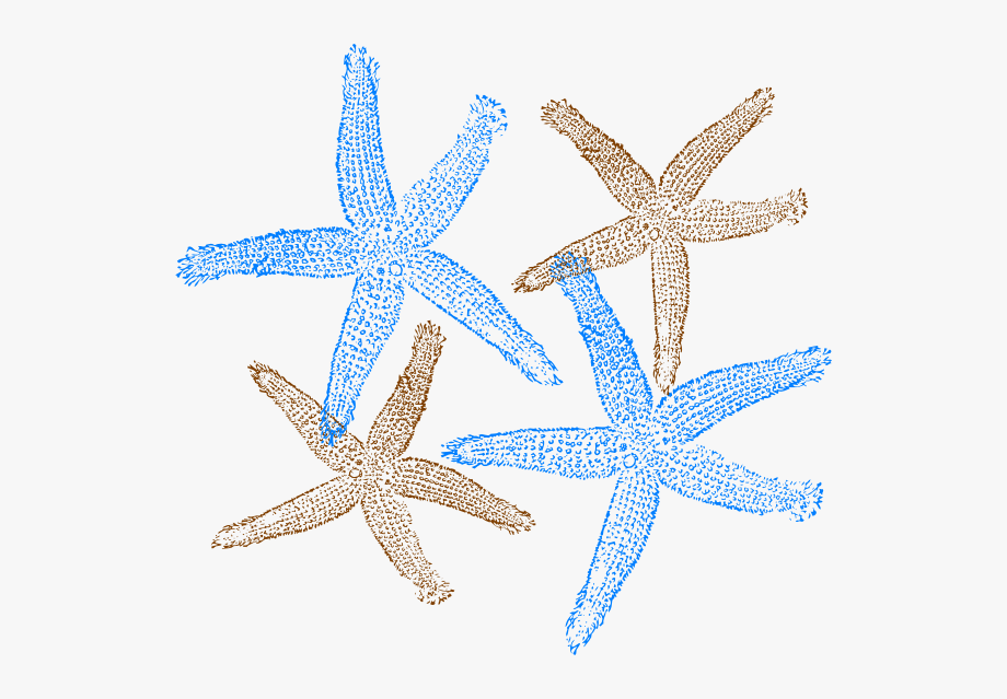 Picture free beach . Shell clipart starfish wedding