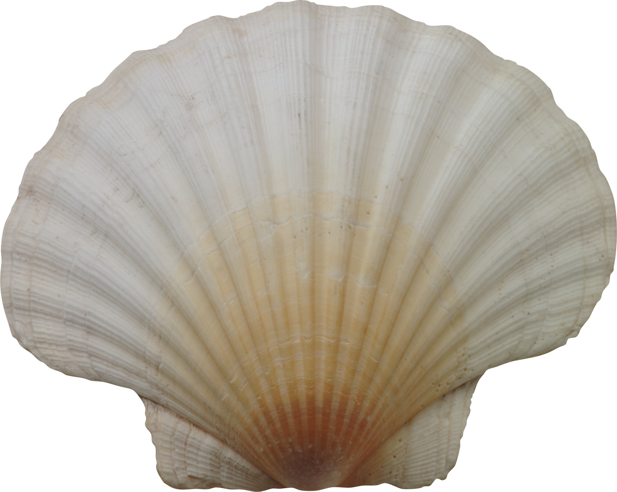 shell clipart transparent background