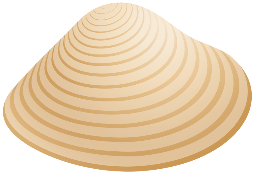 shell clipart transparent background