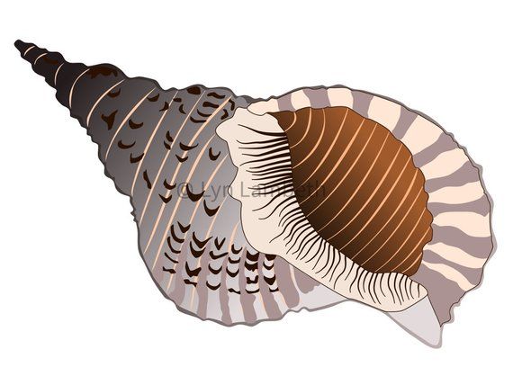 shell clipart triton