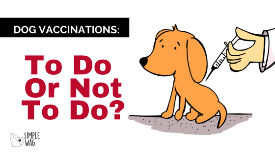 Dog vaccinations to do. Vaccine clipart pet vaccination