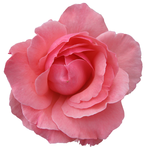 Single flower png. Rose images free download