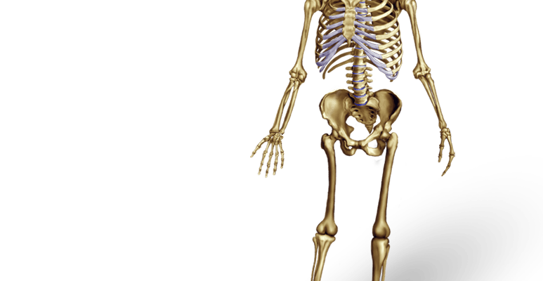 skeleton clipart axial skeleton