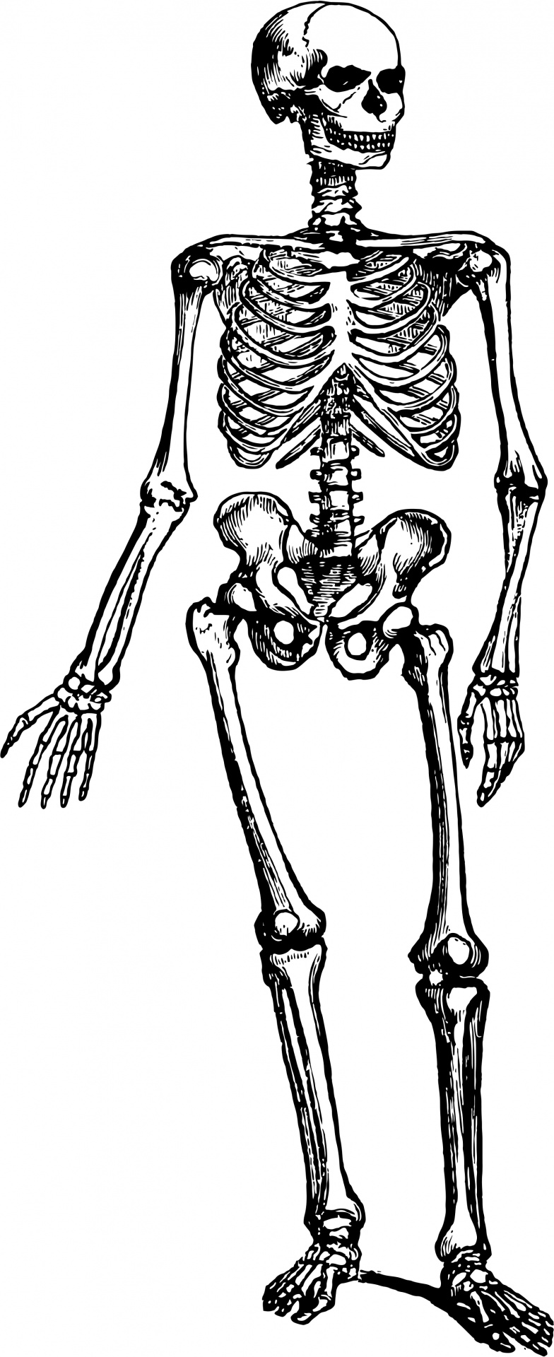 skeleton clipart black and white