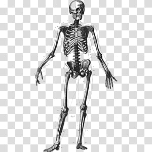 skeleton clipart bone structure