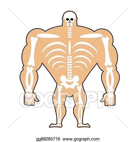 skeleton clipart bone structure