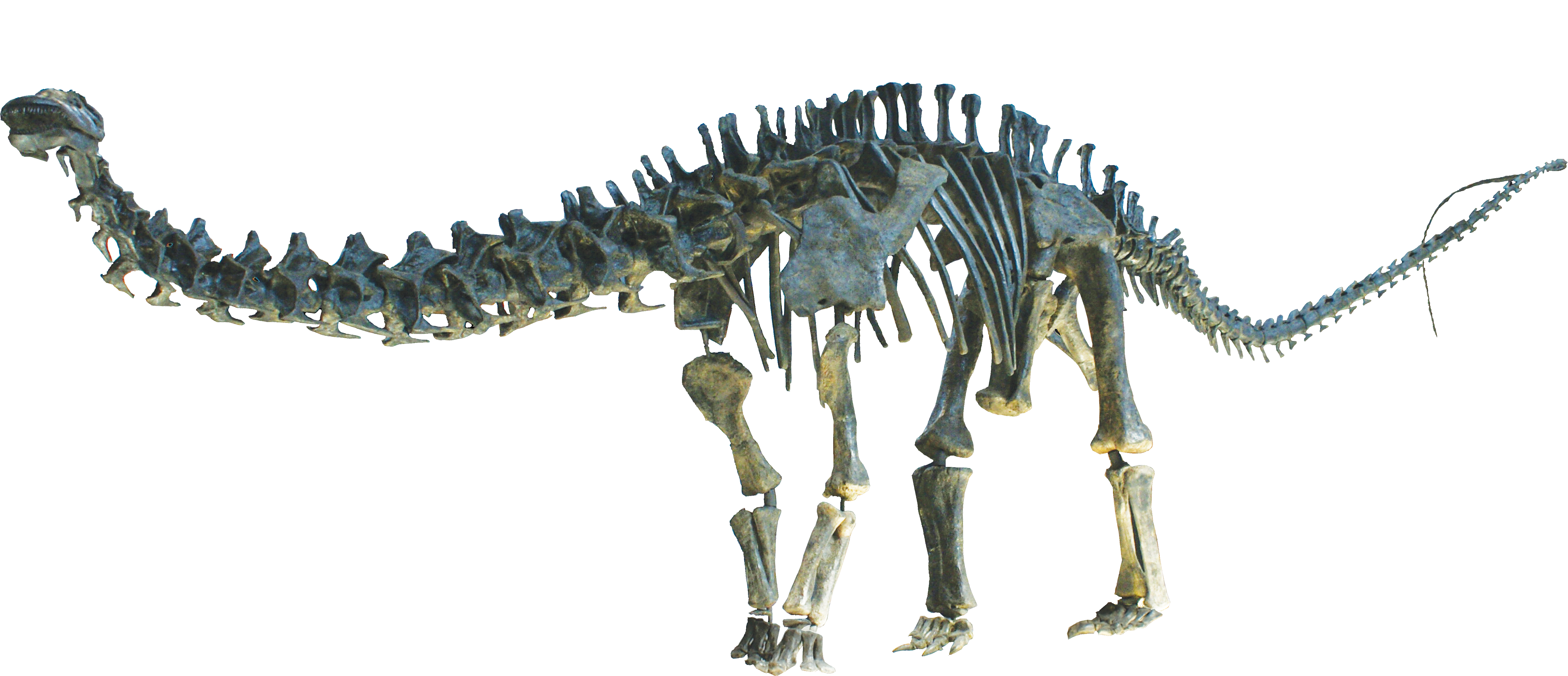 skeleton clipart brontosaurus