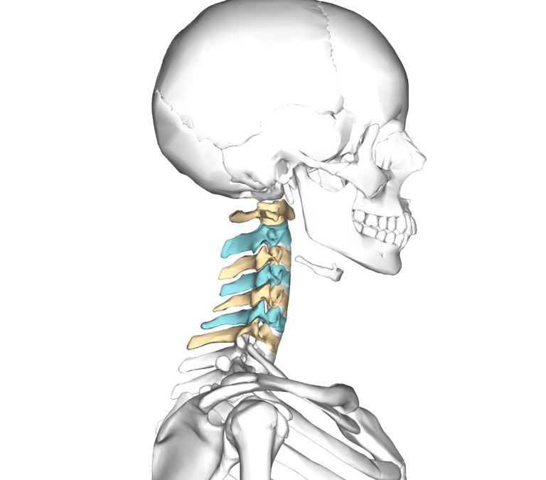 skeleton clipart chiropractor