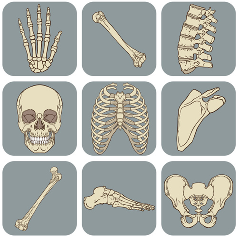 skeleton clipart healthy bone