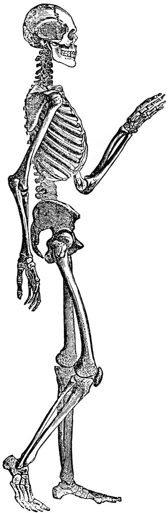 skeleton clipart healthy bone